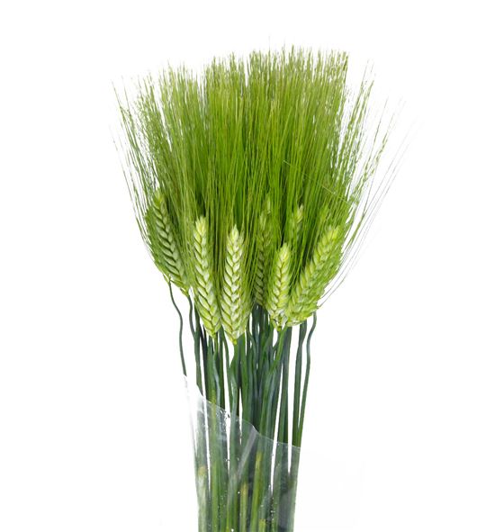 Triticum aestivum 75 - TRIAES
