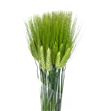Triticum aestivum 75 - TRIAES
