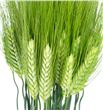 Triticum aestivum 75 - TRIAES1
