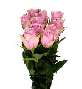 Rosa hol athena royale 60 - RGRATHROY