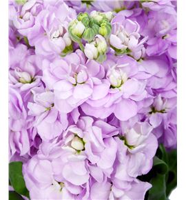 Matthiola figaro rose 60 - MATFIGROS