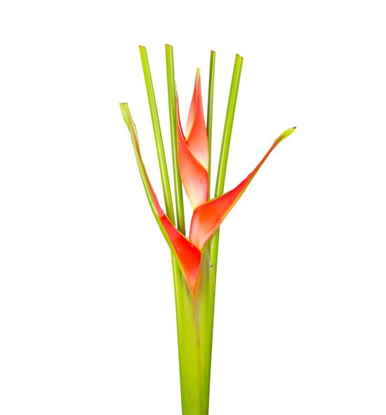 Heliconia tropical 70 - HELTRO