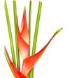 Heliconia tropical 70 - HELTRO1