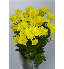 Marg euro amarillo - MEURAMA