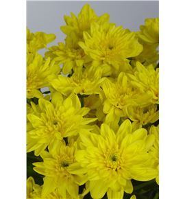 Marg euro amarillo - MEURAMA