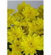 Marg euro amarillo - MEURAMA1