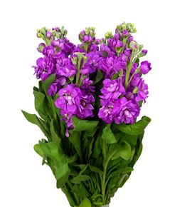 Matthiola fedora 55 - MATFED