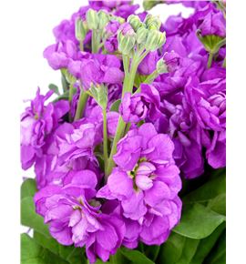 Matthiola fedora 55 - MATFED