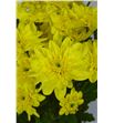 Marg euro amarillo - MEURAMA2