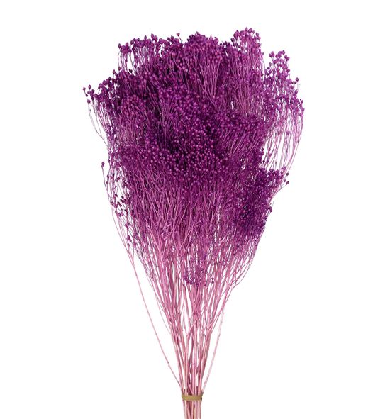 Broom bloom preservado lila - BROPRELIL