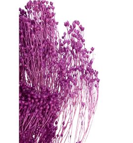 Broom bloom preservado lila - BROPRELIL
