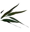 Eucaliptus preservado willow - EUCPREWIL1