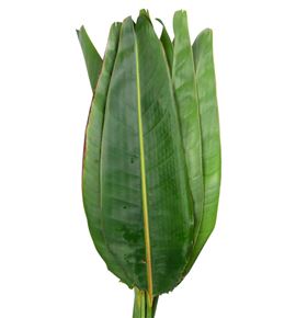 Hoja strelitzia 100 - HOJSTR