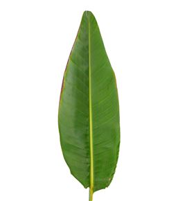 Hoja strelitzia 100 - HOJSTR