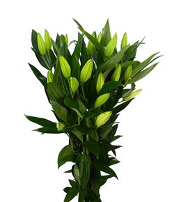 Lilium oriental hol zambessi 95 - LOHZAM