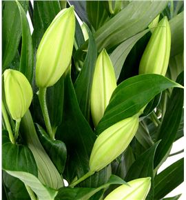 Lilium oriental hol zambessi 95 - LOHZAM
