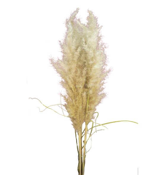 Cortaderia pampus 160 - CORPAM