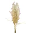 Cortaderia pampus 160 - CORPAM