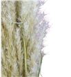 Cortaderia pampus 160 - CORPAM1