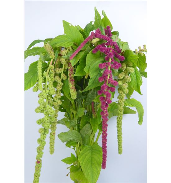 Amaranthus mira 80 - AMAMIR