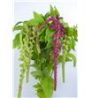 Amaranthus mira 80 - AMAMIR