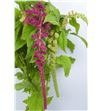 Amaranthus mira 80 - AMAMIR1