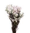 Flor arroz preservado blanco - FLOARRPREBLA