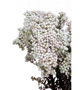 Flor arroz preservado blanco - FLOARRPREBLA