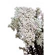 Flor arroz preservado blanco - FLOARRPREBLA1