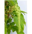 Amaranthus mira 80 - AMAMIR2