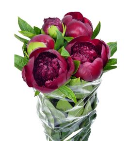 Paeonia red charm x5 60 - PAEREDCHA