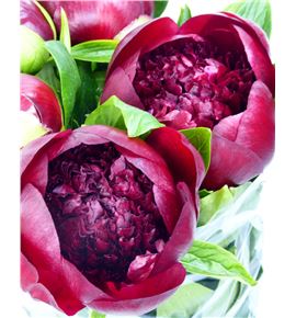 Paeonia red charm x5 60 - PAEREDCHA