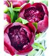 Paeonia red charm x5 60 - PAEREDCHA1