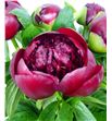 Paeonia red charm x5 60 - PAEREDCHA2