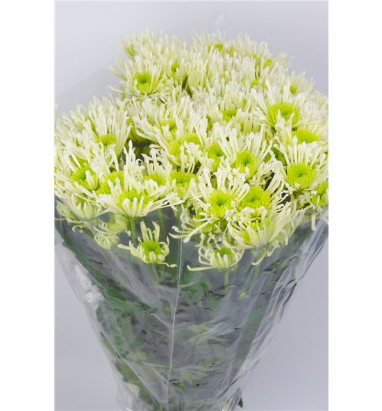 Cr santini anura green 55 - CRSANUGRE