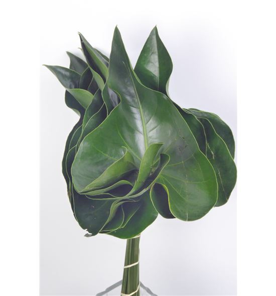 Hojas anthurium 60 - HOJANT
