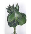Hojas anthurium 60 - HOJANT