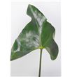 Hojas anthurium 60 - HOJANT2