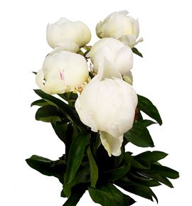 Paeonia elsa sass x5 60 - PAEELSSAS