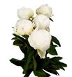 Paeonia elsa sass x5 60 - PAEELSSAS