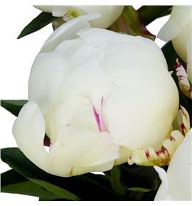 Paeonia elsa sass x5 60 - PAEELSSAS