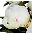 Paeonia elsa sass x5 60 - PAEELSSAS1