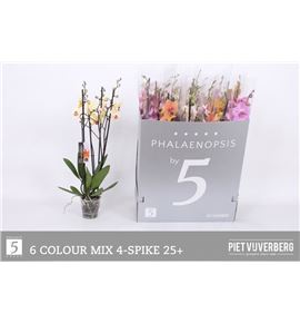 Pl. phalaenopsis mixta 6kl 4t 70cm x12 - PHAMIX61212704