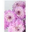 Dahlia seniors art 60 - DAHSENART1