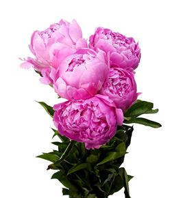 Paeonia jacorma x5 60 - PAEJAC