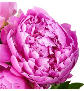 Paeonia jacorma x5 60 - PAEJAC