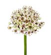 Allium silverspring 75 - ALLSIL