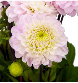 Dahlia wizzard of oz 60 - DAHWIZ