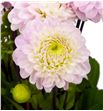 Dahlia wizzard of oz 60 - DAHWIZ1