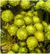 Brunia preservada albiflora yellow - BRUALBPREYEL1